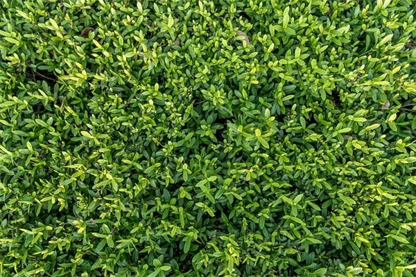 剪定シーラントはほぼ不要！あなたが知らない真実と正しい剪定方法