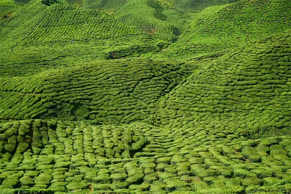 植え替えでしおれた平和のユリ、今すぐできる原因と対処法