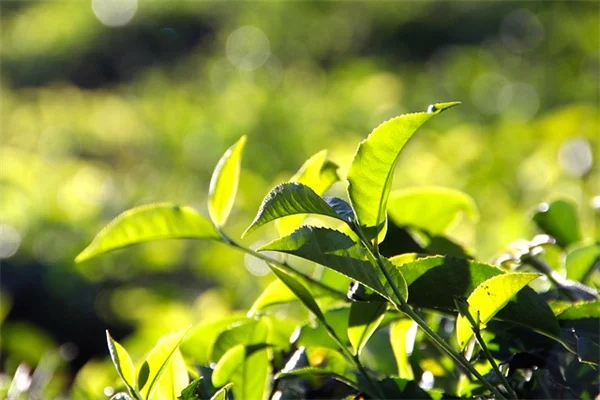 アイスランドポピーは室内で育てられない？鉢植えで成功するコツ