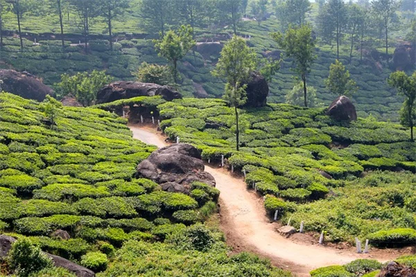 2025年注目の珍しい観葉植物5選 育てやすさをプロが実体験で解説