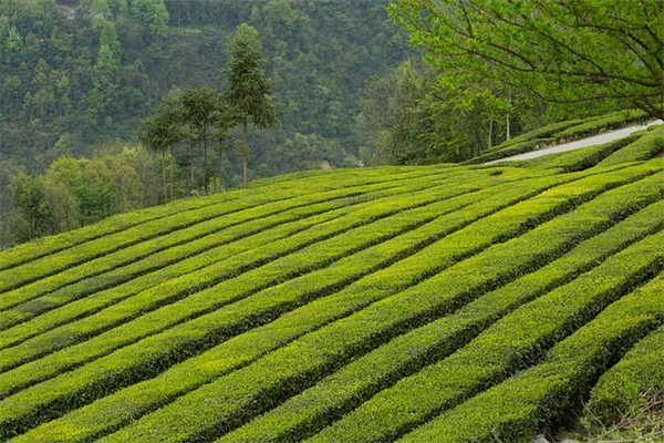 【原因と対策】蘭花樹が花を咲かせない5つの理由と簡単な解決方法