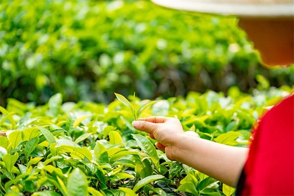 夏でも木は植えられる！プロが教える失敗しない植え方と水やりコツ