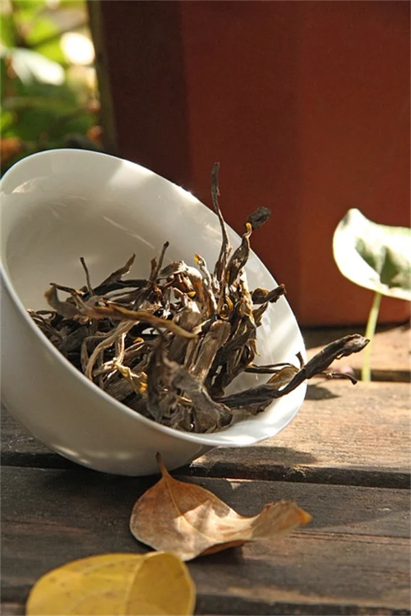 枝先が茶色いのはセミのせい？5分でわかる原因と見分け方